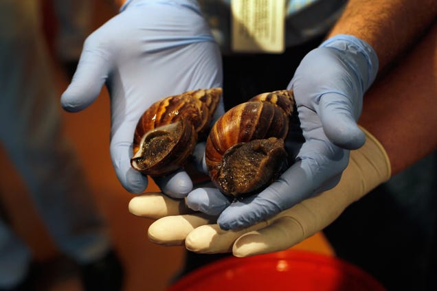 Florida is now in the midst of three different quarantines… over snails