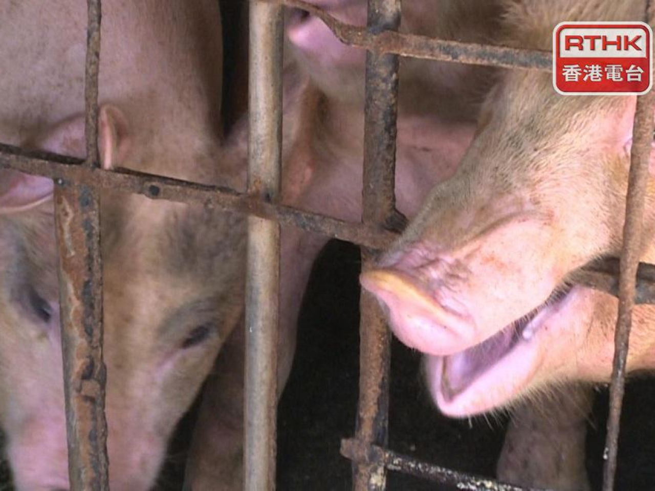 African swine fever found at Yuen Long pig farm