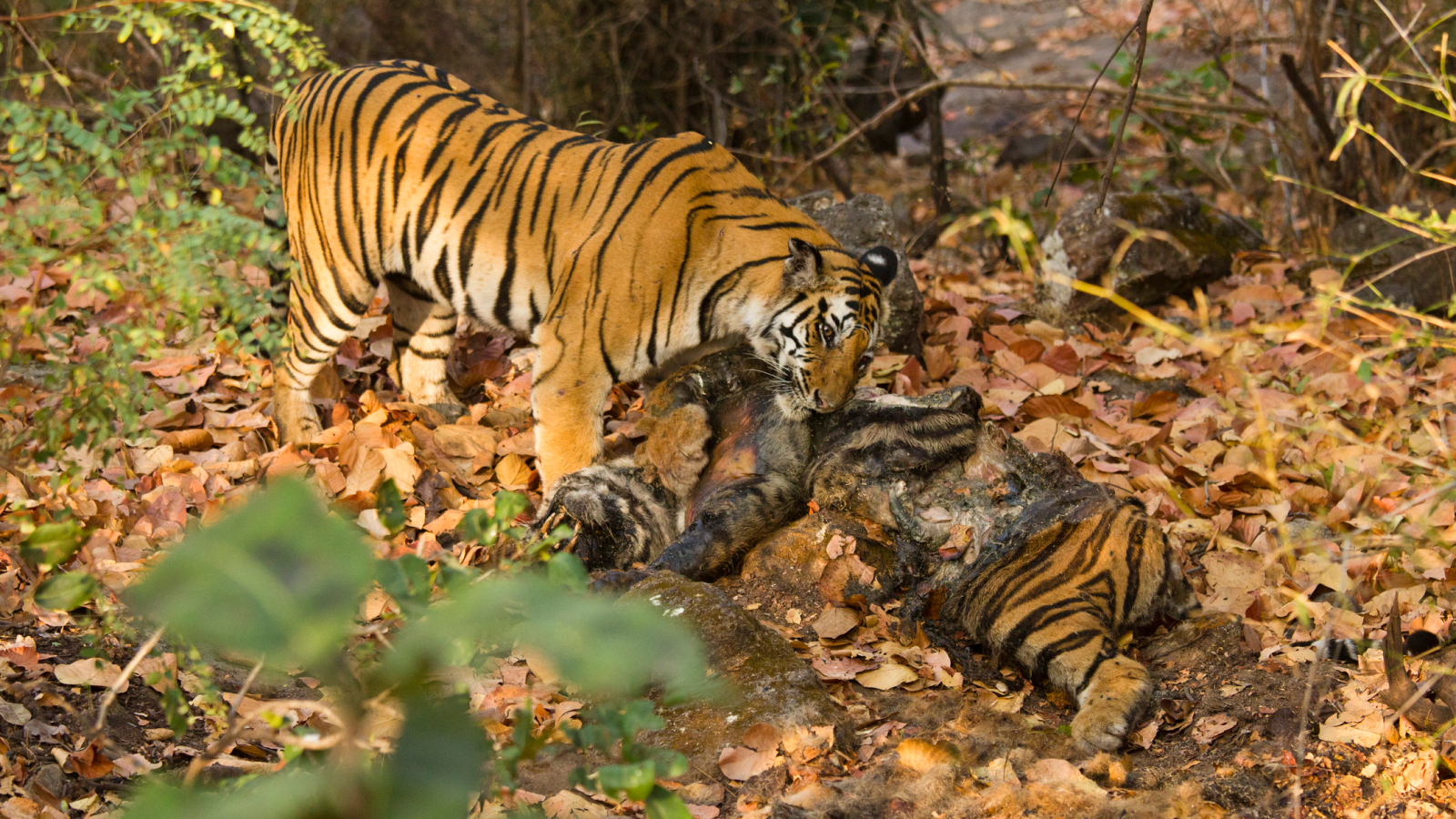 Cannibal animals: 12 creatures that gobble up their own kind