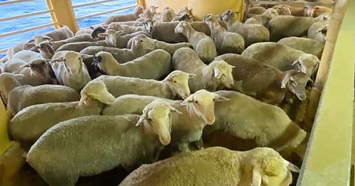 Livestock stuck on ship after Red Sea turmoil sends them back to Australia