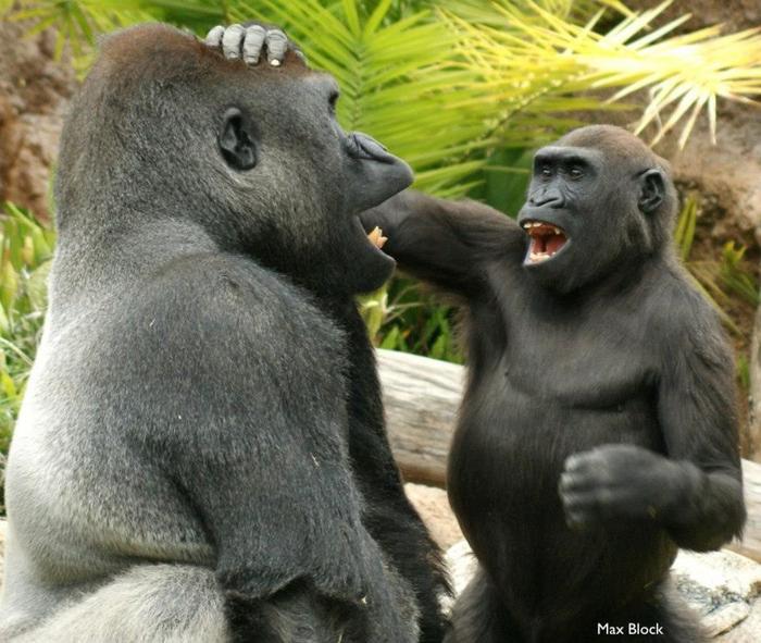 Like humans, apes also have a sense of humour