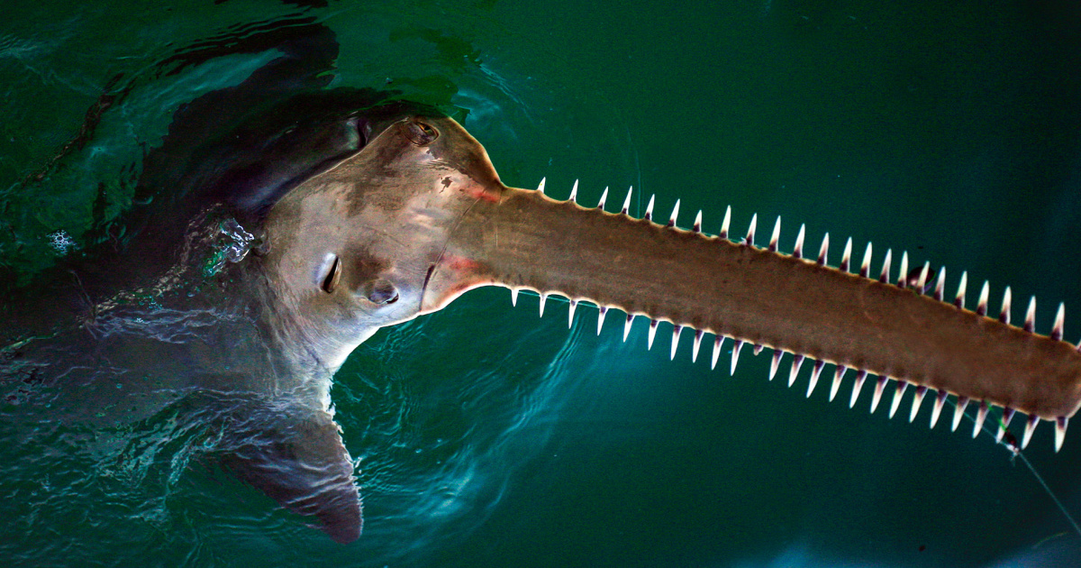In the mystery of Florida’s bizarre spinning fish, a leading suspect has emerged