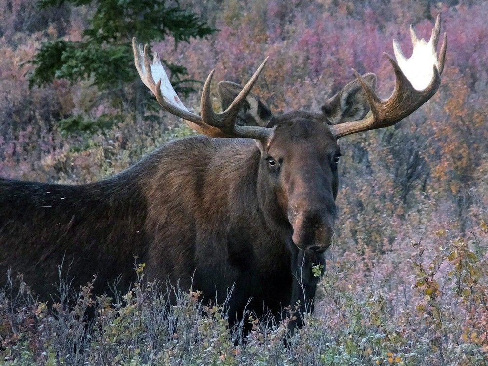 Quebec woman in critical condition after car collides with moose in Algonquin Park