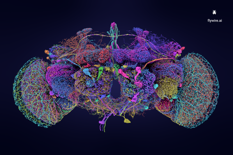 Creating the largest, most comprehensive picture of neural connections to date