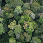 Do forest conservation pledges work? (commentary)