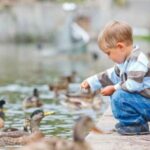 German city explains why feeding ducks is a bad thing