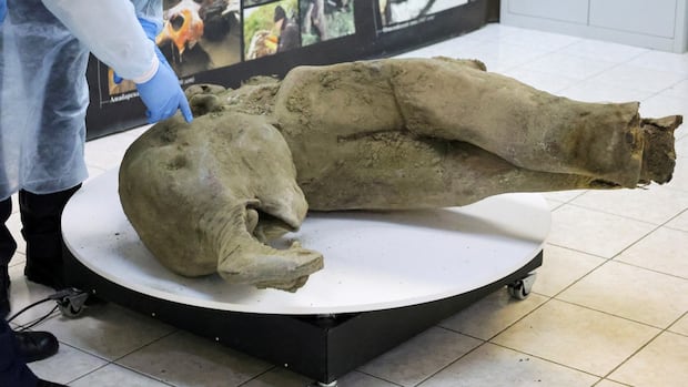 Young mammoth remains discovered in Siberian permafrost after roughly 50,000 years