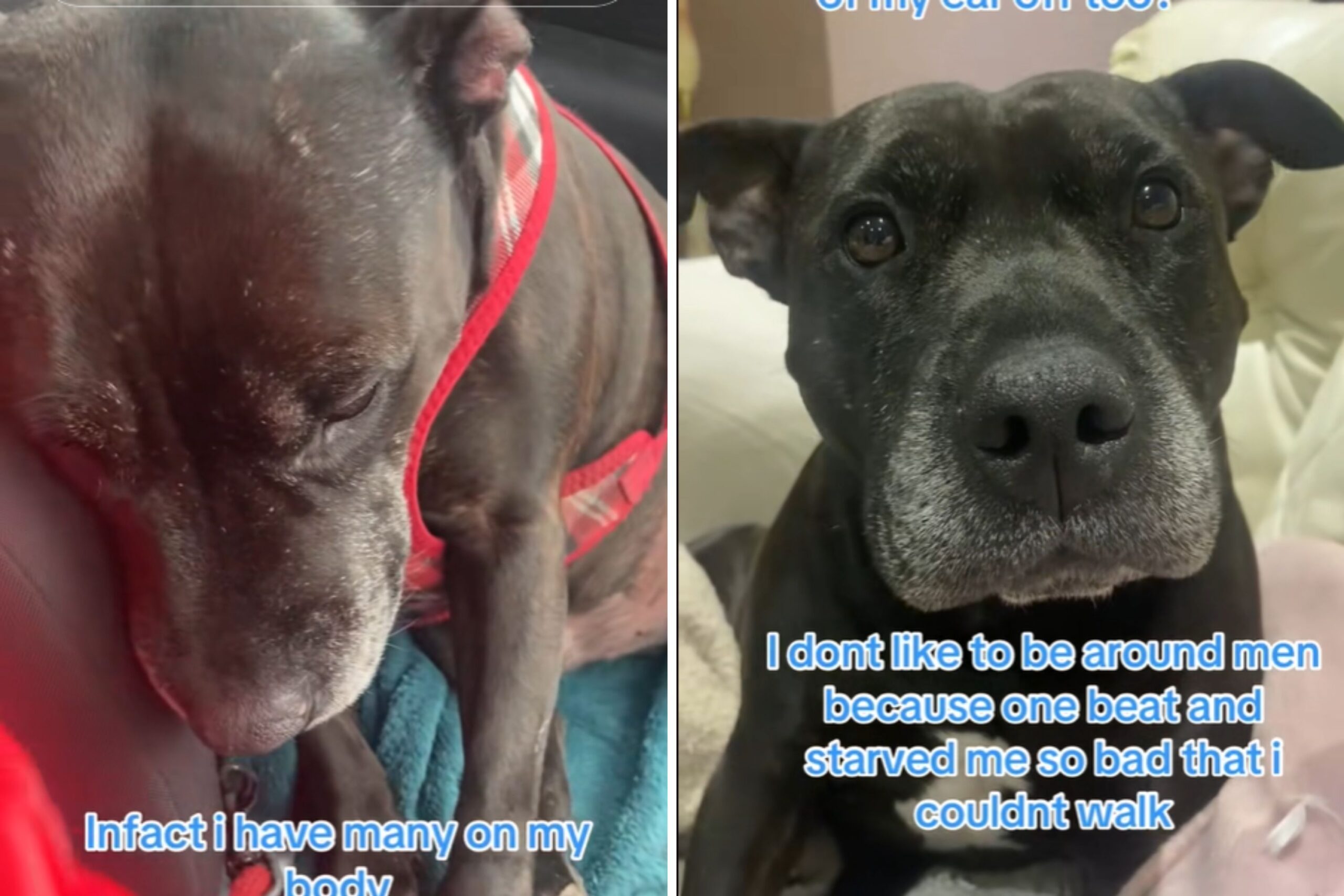 Woman Rescues Dog, Finds Human Bite Mark on His Head
