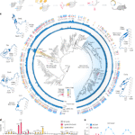 Evolution-guided protein design of IscB for persistent epigenome editing in vivo