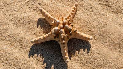 Sabah officials issue warning to tourists: Hands off Starfish