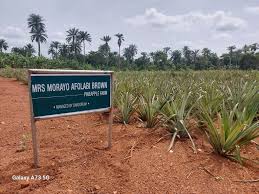 Jubilation as Agric firm partners 36 state govts, FCT, to train 7200 youths in modern farming
