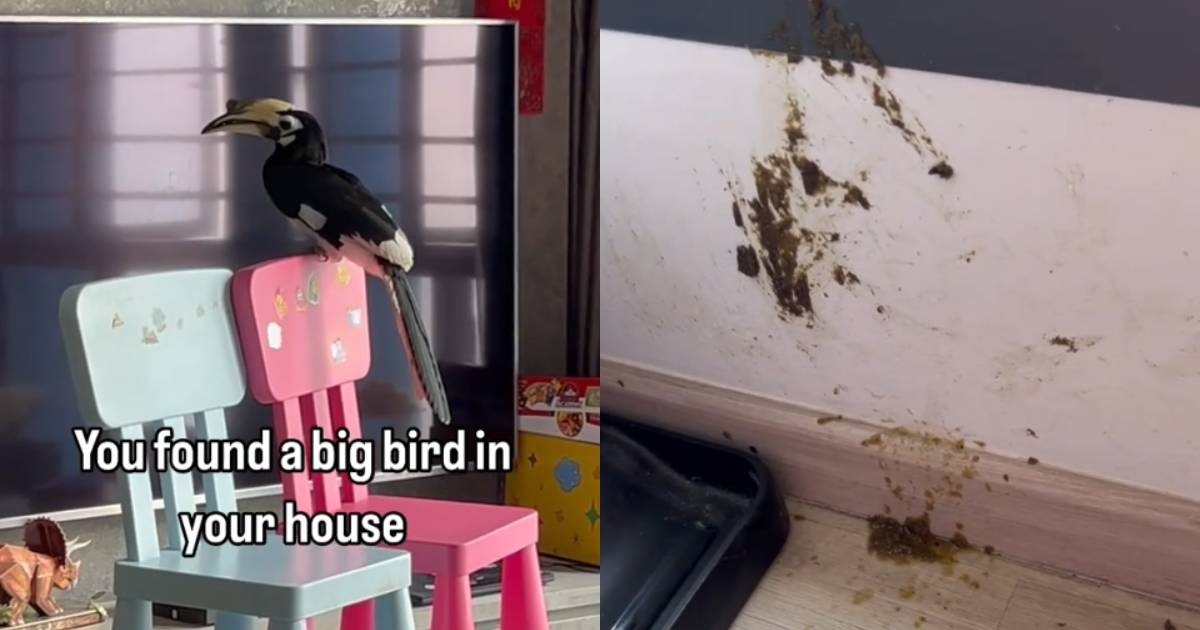 ‘Poop and pee everywhere’: Residents’ dismay over 2 hornbills leaving Aljunied HDB flat in disarray, Singapore News