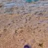 Swarms of ‘alien jellyfish’ invade UK beaches as temperatures soar amid heatwave